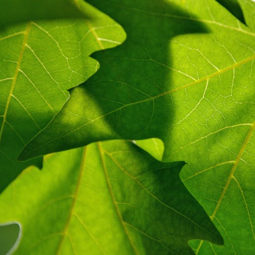 Green leaves of plant growing in sunlight