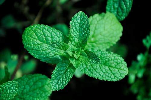 Foto stok gratis daun hijau, daun mint, herba