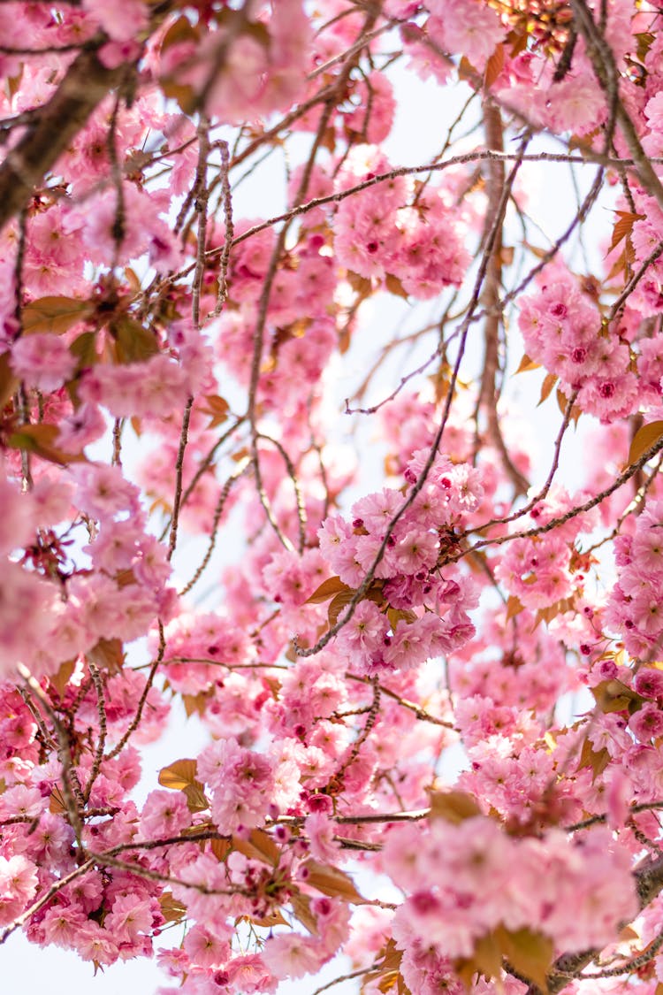 Blooming Sakura With Pink Blossoms