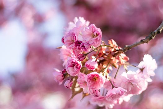 Colorful plant with delicate florets