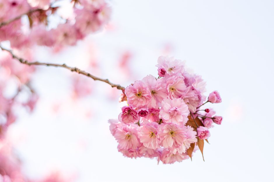 Closeup of thin branch with abundance of small flowers growing in botanical garden against clear sky in blooming season outside