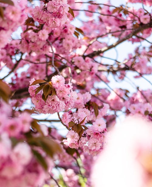 Free Blooming tree on sakura branch Stock Photo