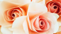 精致的桃玫瑰特写凸显了复杂的花瓣与柔和的色调，非常适合花卉主题