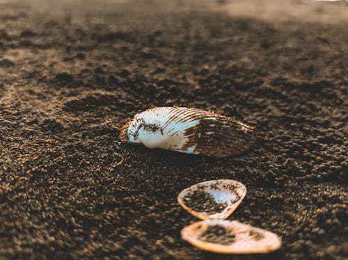 Seashell on ground during sunset