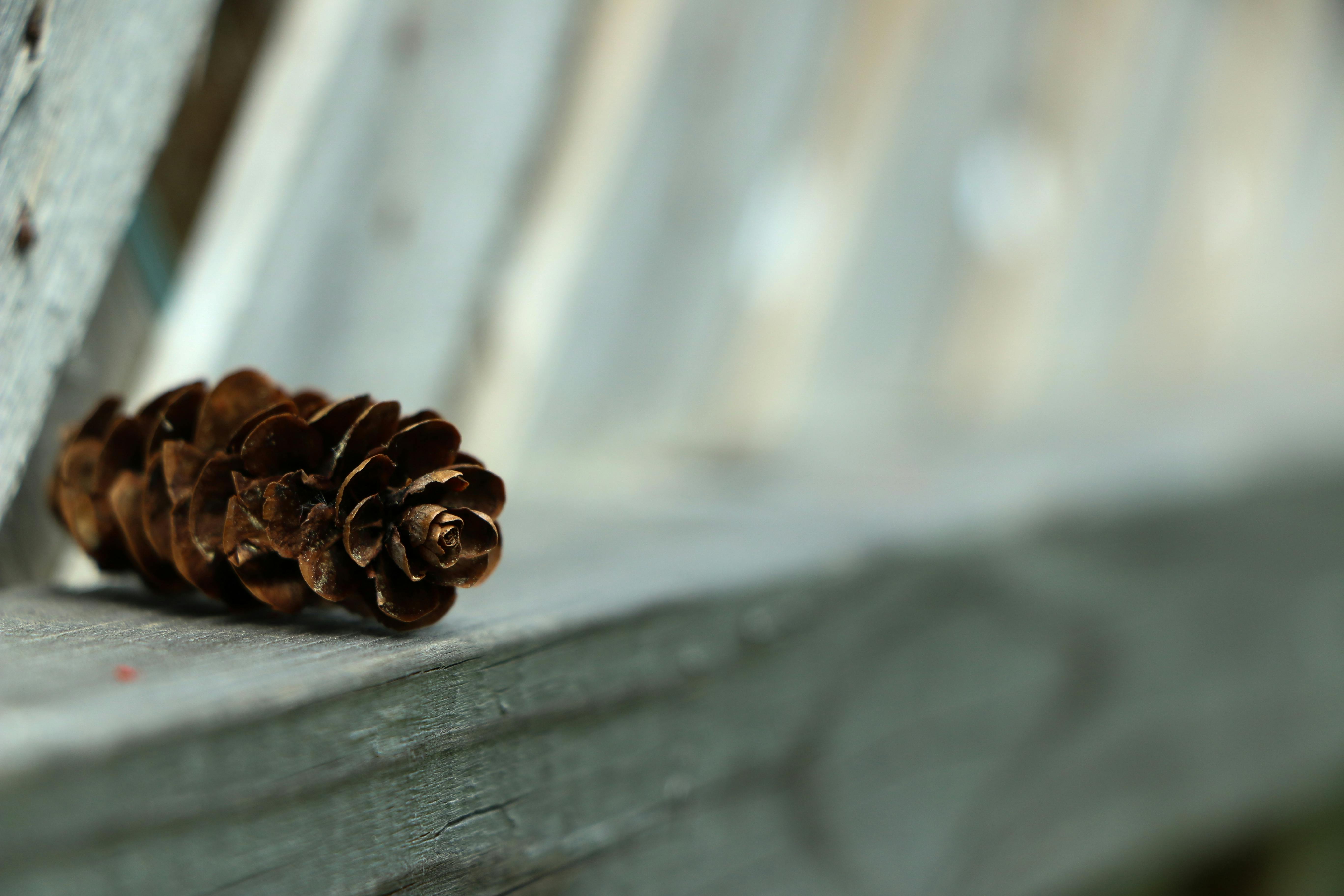 Free stock photo of mothernature, natural, pine cone