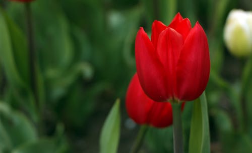 Photos gratuites de beauté, canada, magnifiques fleurs