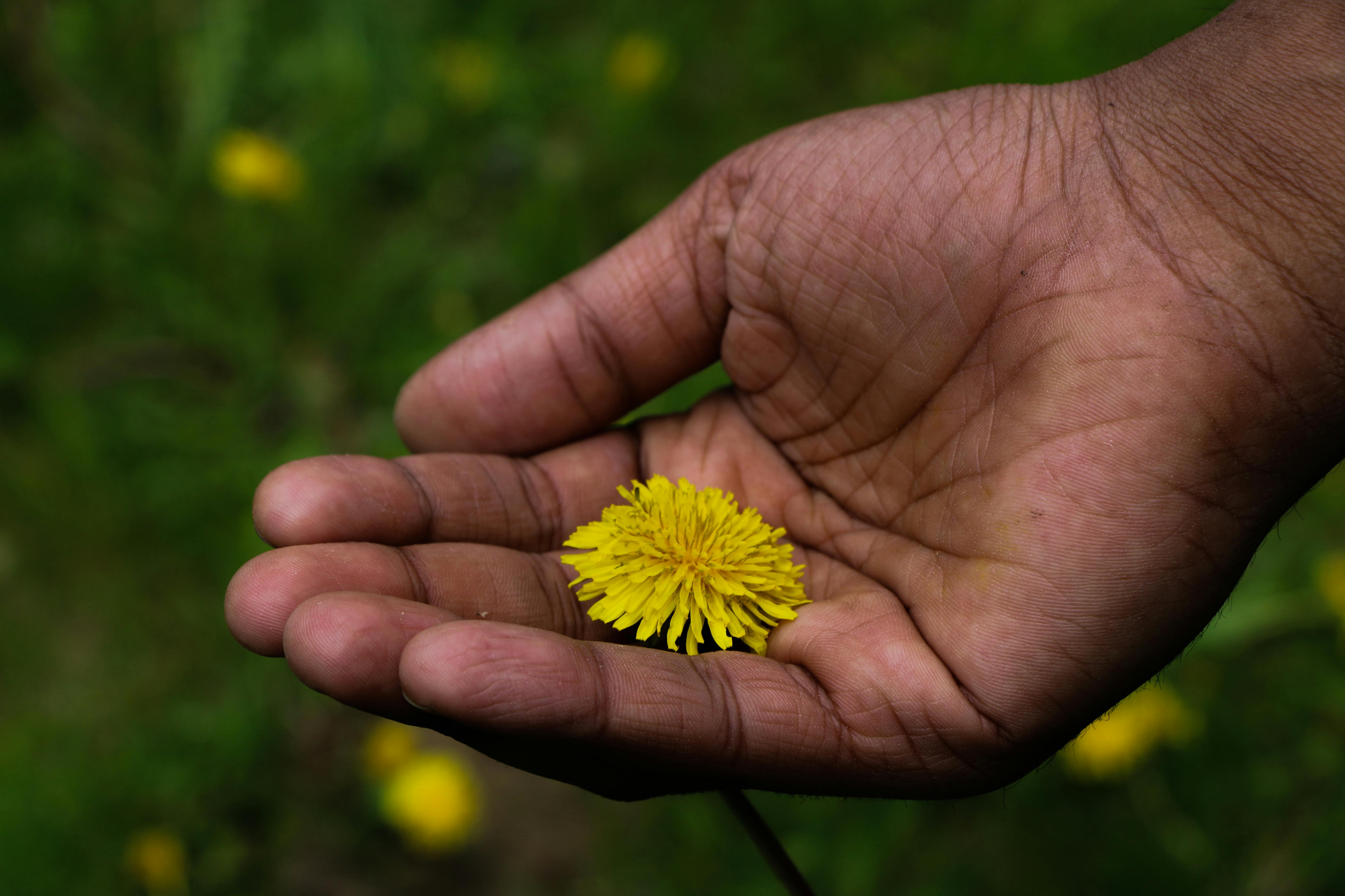 Free stock photo of beautiful flowers, canada, care