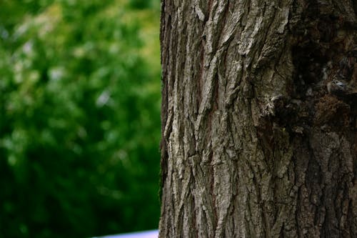 ağaç, ağaç kabuğu, doğa içeren Ücretsiz stok fotoğraf