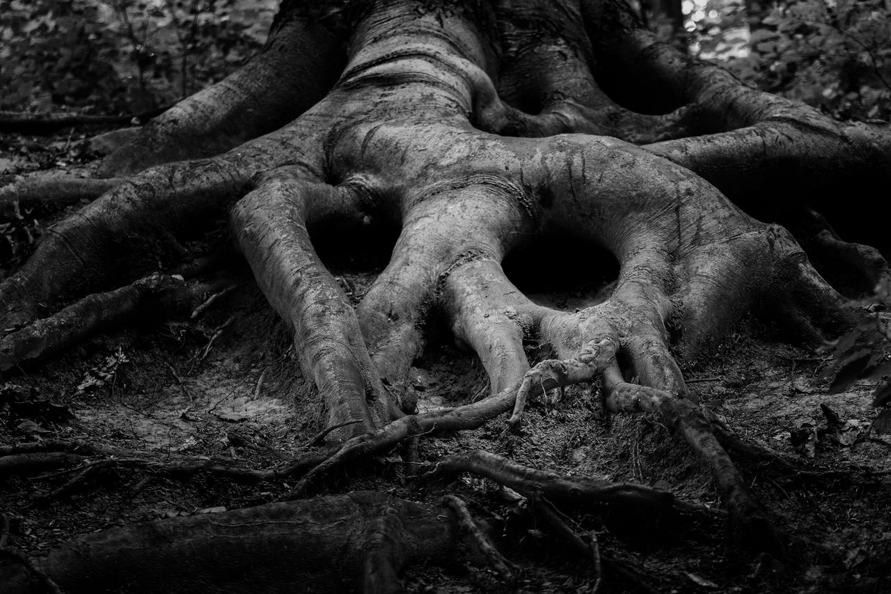 black and white photograph of intricate tree roots in a forest setting