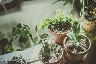 室内场景明亮，种着各种室内植物，有自然阳光照射