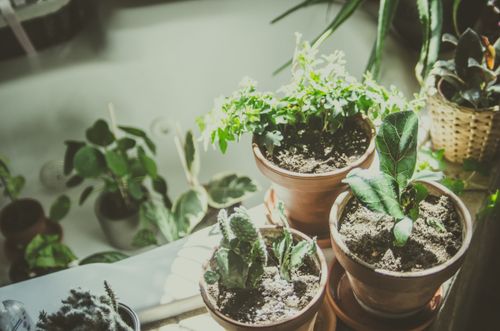 Free A bright indoor scene of various houseplants in clay pots with natural sunlight. Stock Photo
