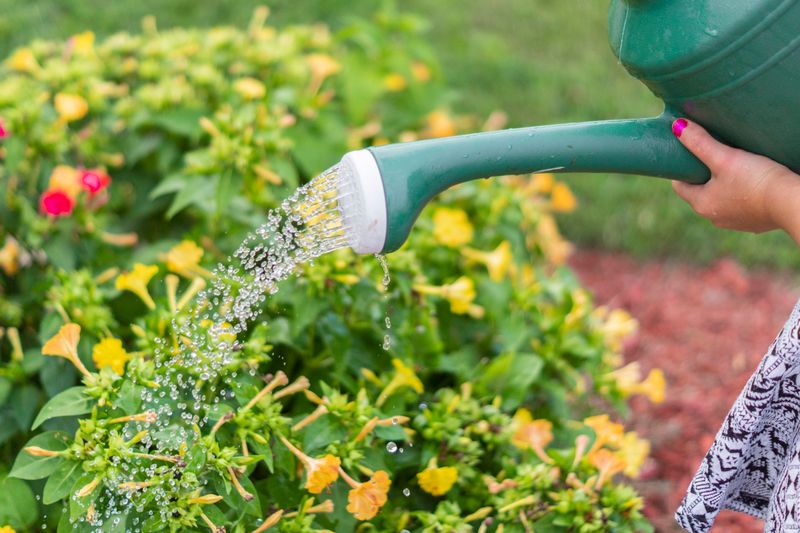 Dahlia Flower — Learn How To Plant And Care For Your Dahlias Close-up of hand watering vibrant flowers with a green watering can in a sunny garden