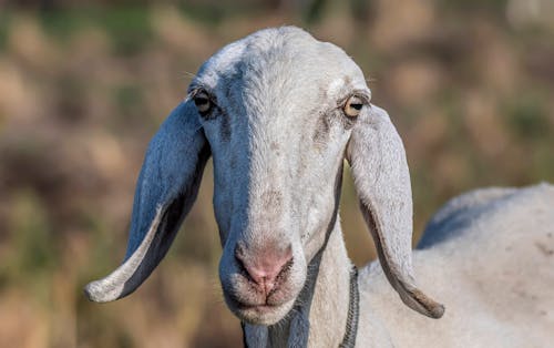 Free Photo of Goat's Head Stock Photo
