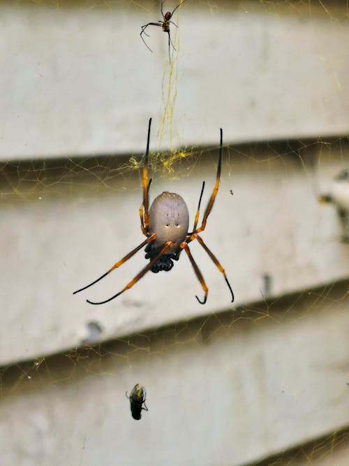 Free stock photo of animal, spider