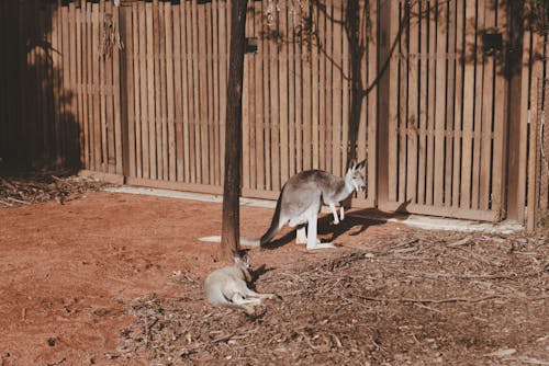 Immagine gratuita di animale, australia, canguri