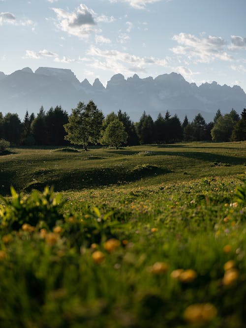 Green Grass Field and Trees Near Mountains Under a Blue Sky