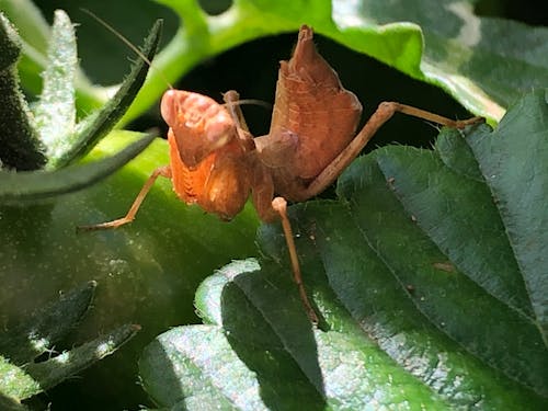 Безкоштовне стокове фото на тему «mantis, богомол, сад»