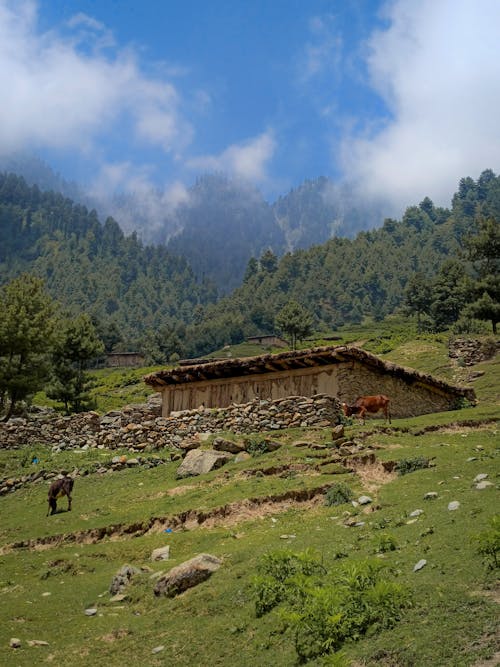 Animals Near a Barn on Green Grass Slope