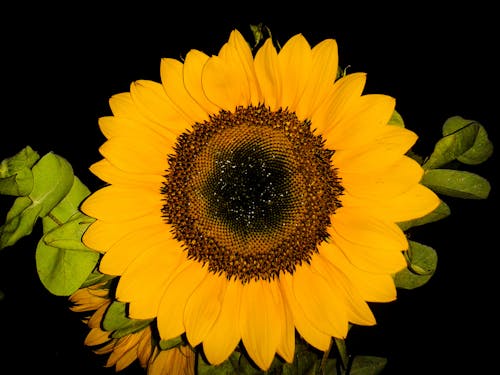 Gratis Fotos de stock gratuitas de flor, flor amarilla, flores bonitas Foto de stock