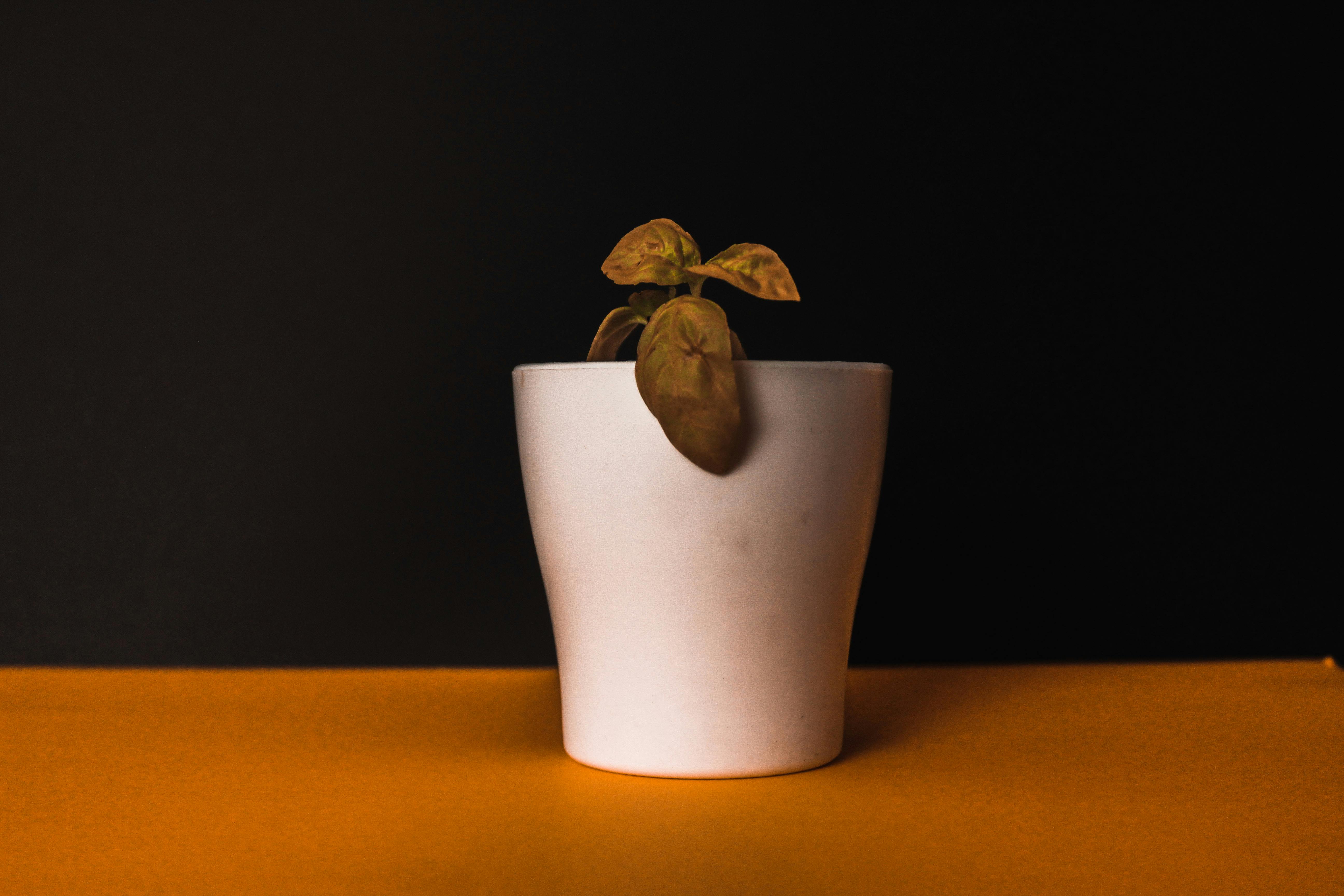 Sapphire FUE Technique