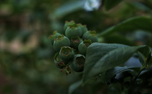 Free stock photo of blueberry, blueberry plant, blurred Stock Photo