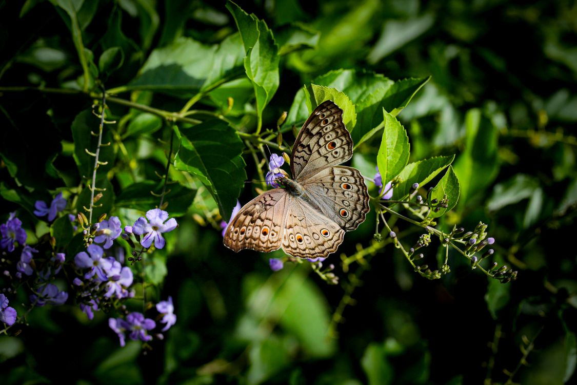Brown and Black Butterfly on Purple Flower · Free Stock Photo