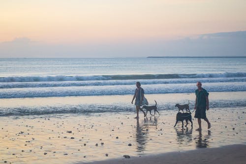 People  and Dogs Walking on Beach