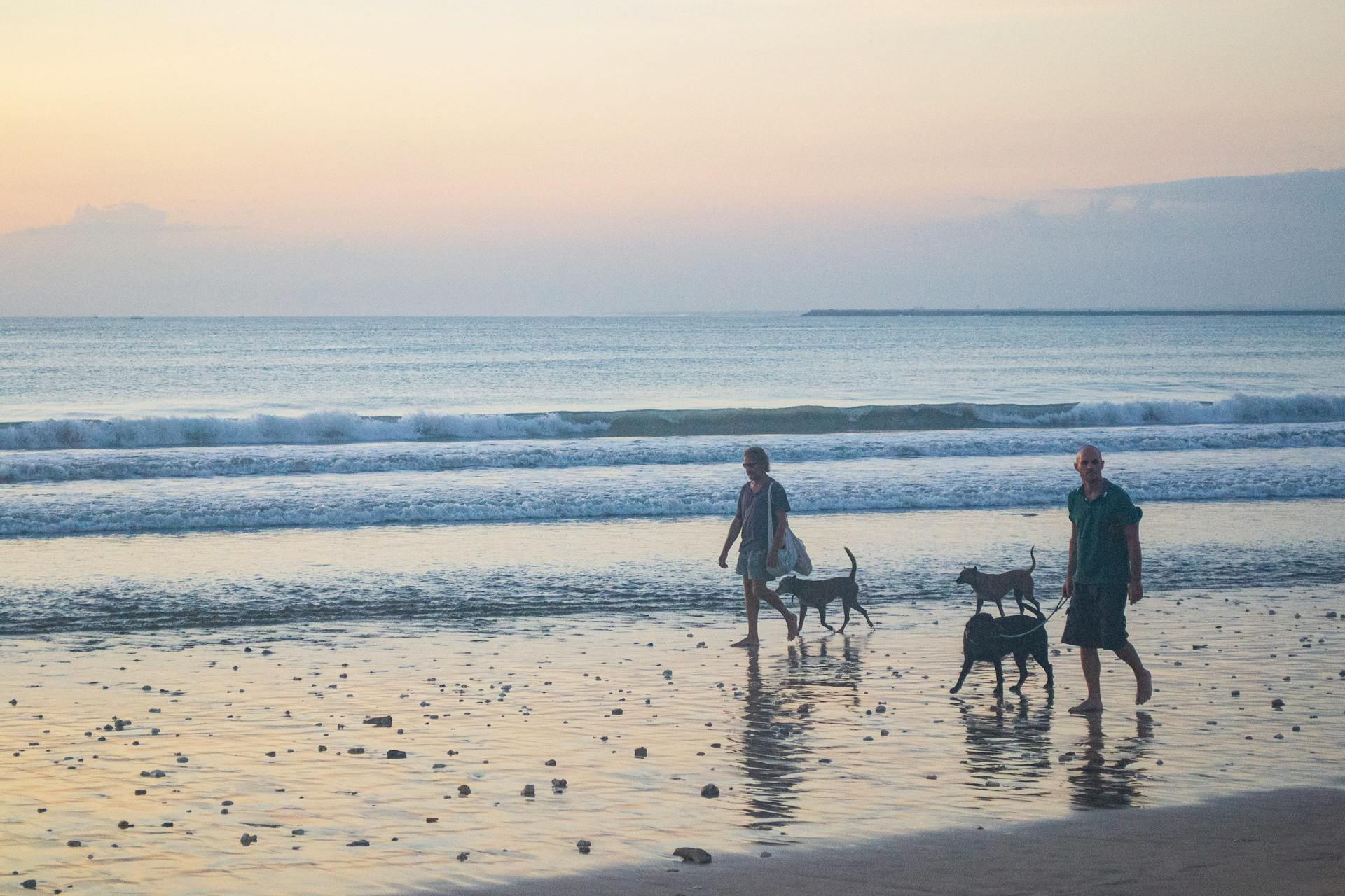 People  and Dogs Walking on Beach