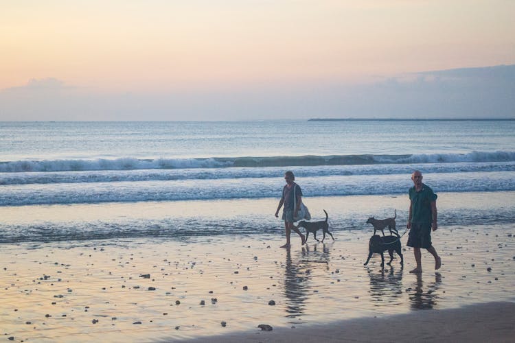 People  And Dogs Walking On Beach