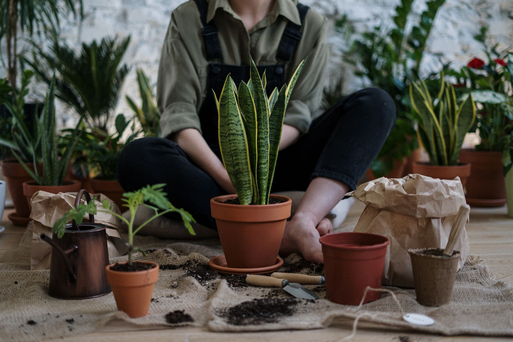 A person repotting a snake plant surrounded by terracotta pots in the studio