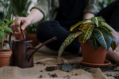 Free A gardener tending to houseplants indoors with a watering can and trowel. Stock Photo