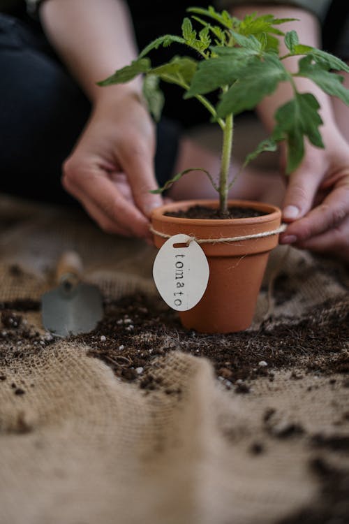 A tomato plant in a small pot being held by two hands.