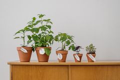 A lineup of potted herbs on a wooden cabinet for home gardening inspiration.