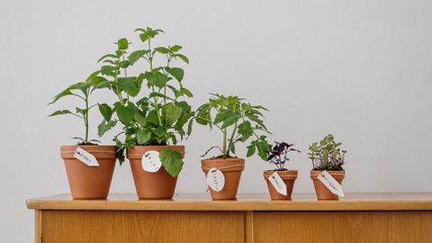 A lineup of potted herbs on a wooden cabinet for home gardening inspiration.