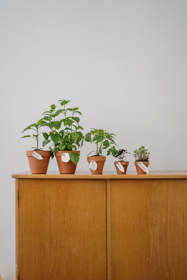 Compost & Soil Care