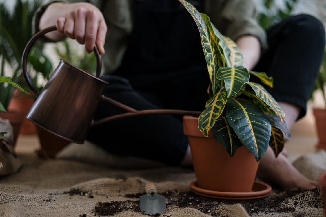 Free Person Watering a Potted Plant Stock Photo