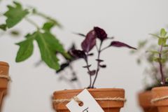 Close-up of a basil plant in a terracotta pot with a handmade label, ideal for gardening and botany enthusiasts.