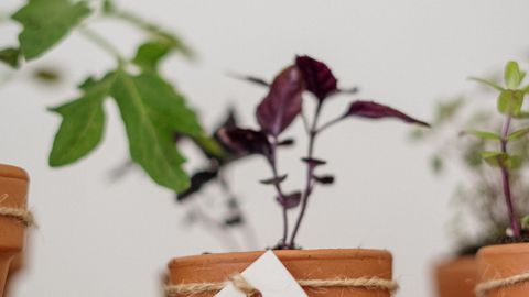 Close-up of a basil plant in a terracotta pot with a handmade label, ideal for gardening and botany enthusiasts.