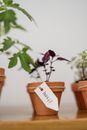 Photo of Potted Plant