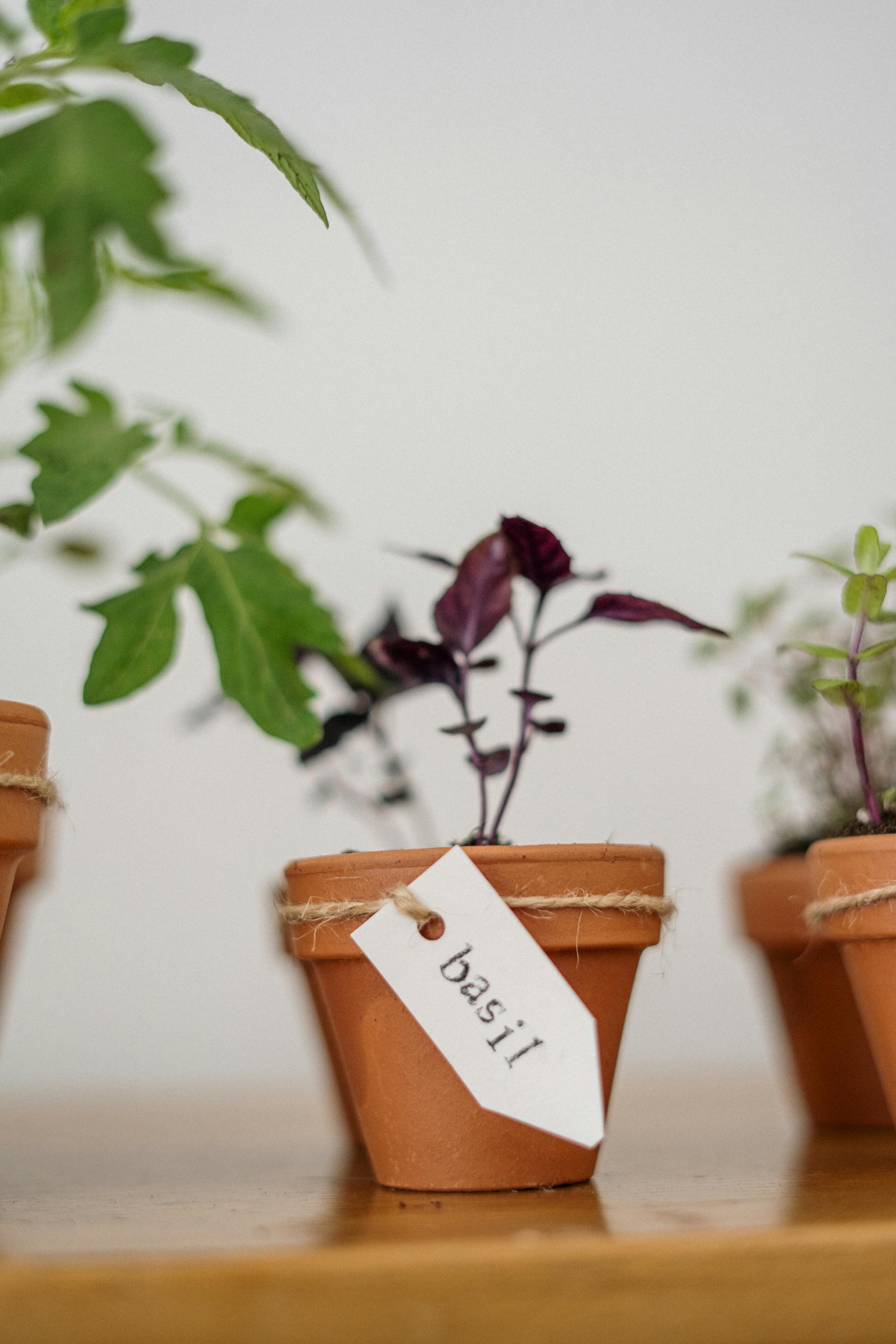 Beautiful arrangement of purple and green succulents in decorative pots