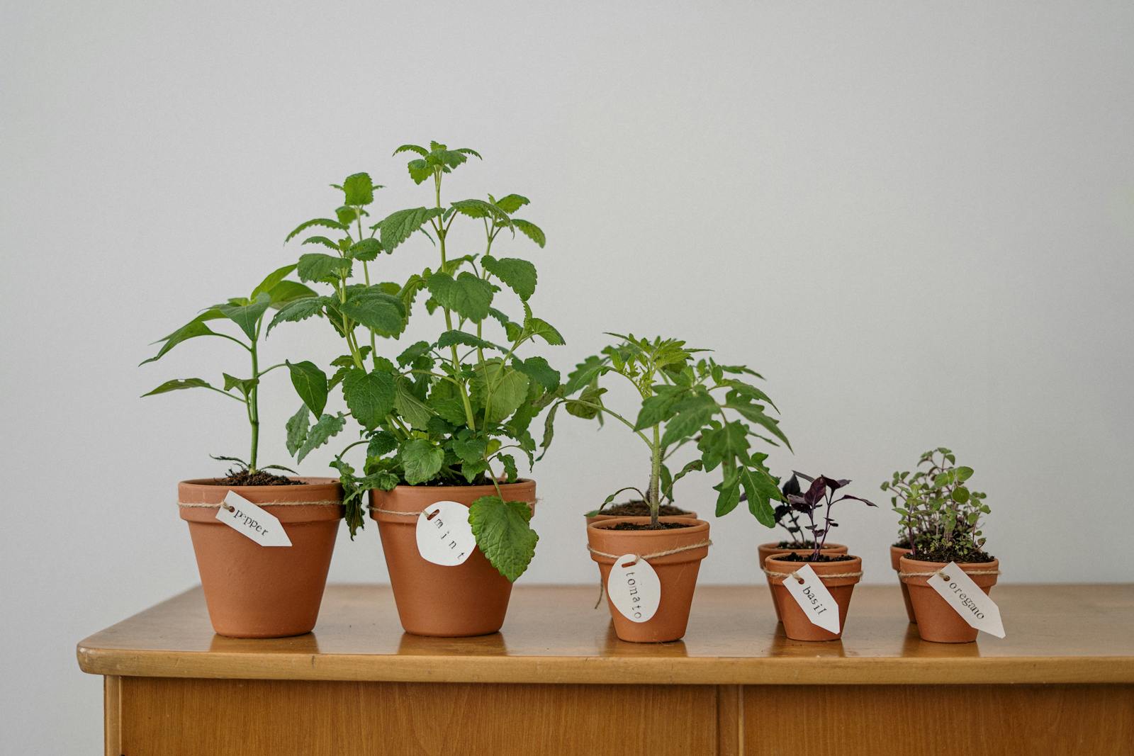 growing herbs in pots