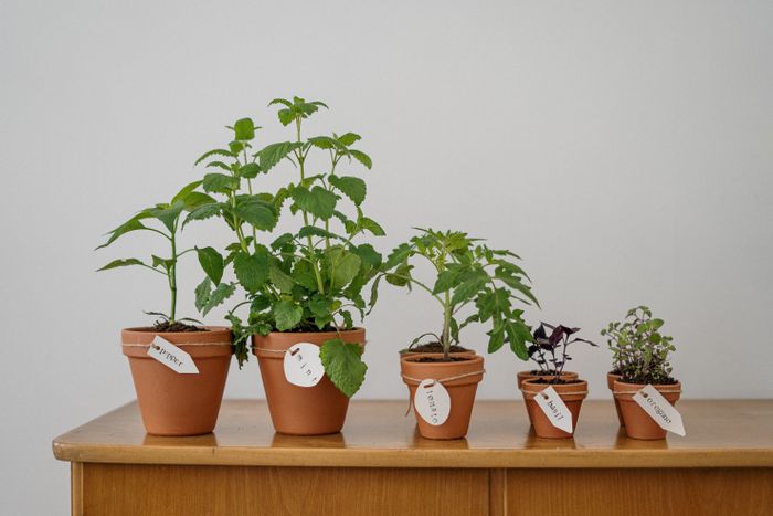 Row of potted herbs on a wooden sideboard