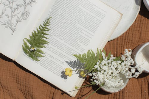 Free Fern Leaf on an Opened Book  Stock Photo