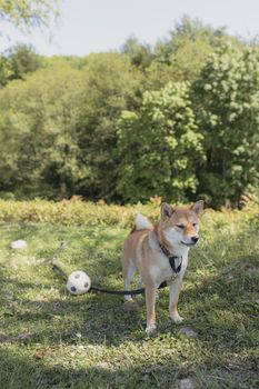 阳光明媚的公园里，可爱的柴犬在玩足球