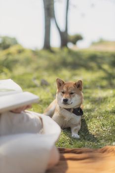 在温暖的日子里，柴犬在草地上放松身心，附近有可供预订的野餐设施