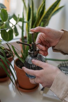 使用玻璃喷雾器在室内培育植物，促进家庭园艺