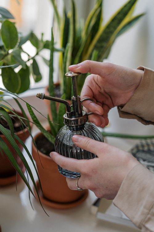 Free Hands nurturing houseplants with a glass sprayer indoors, promoting home gardening. Stock Photo