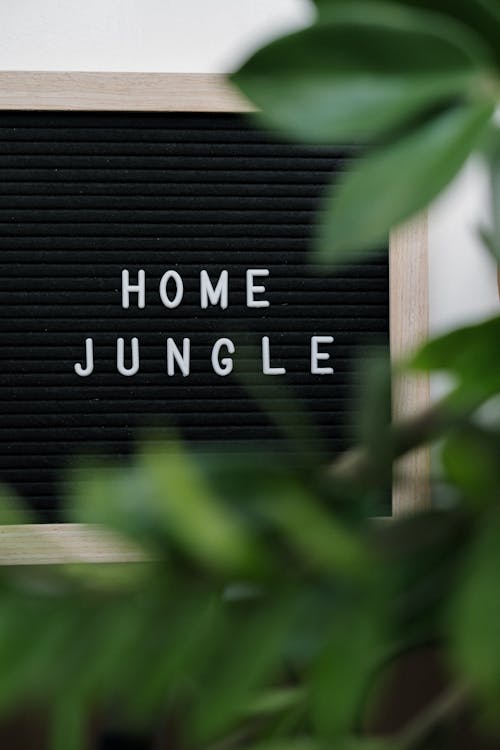 Darmowe zdjęcie z galerii z dom, domowa dżungla, dżungla