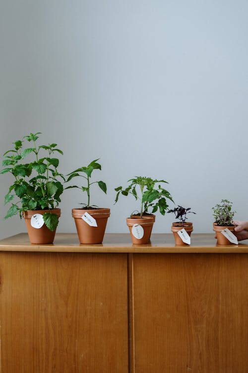 Free Green Potted Plant on Brown Wooden Cabinet Stock Photo