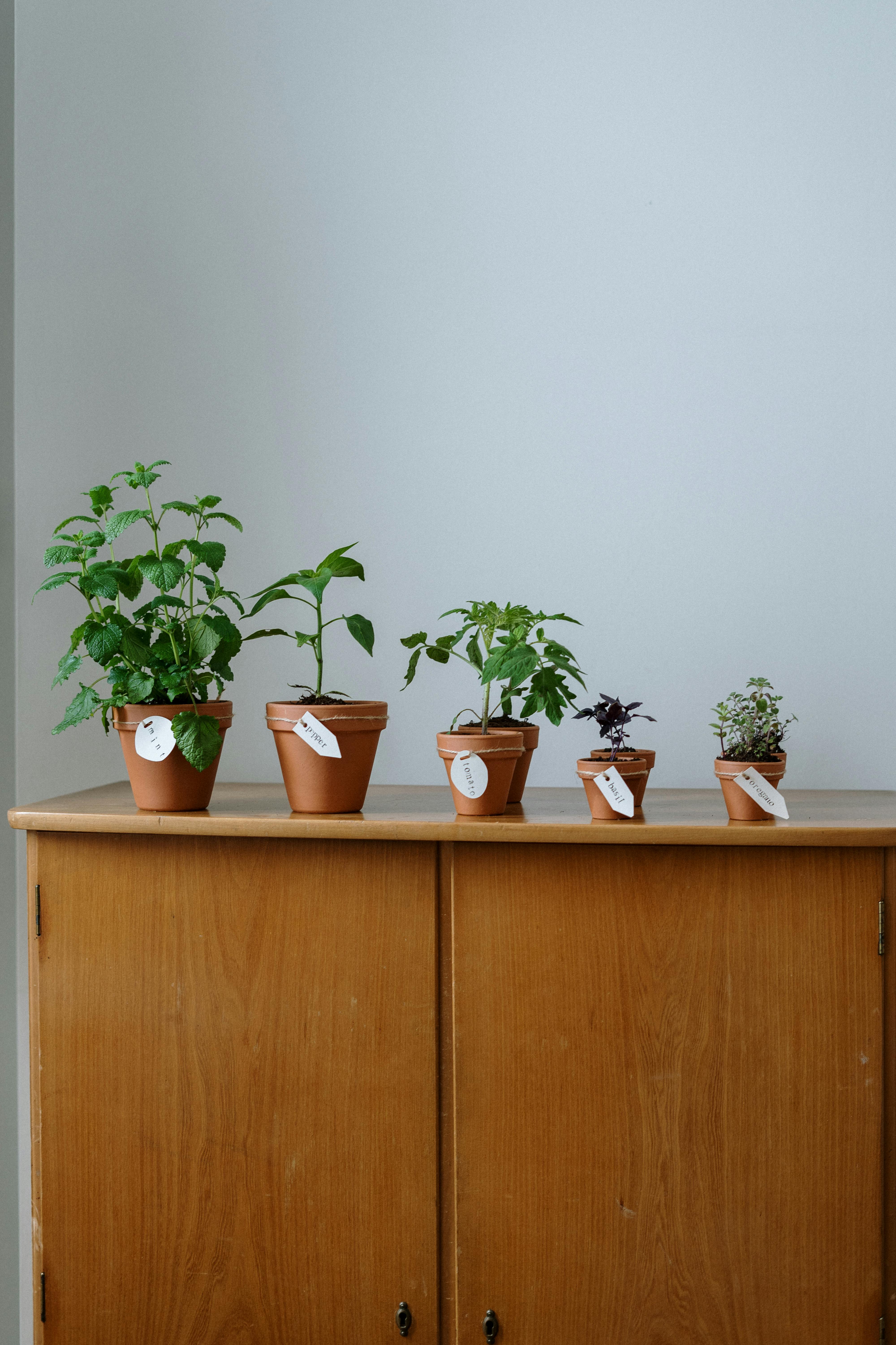 herbs-for-COVID-19